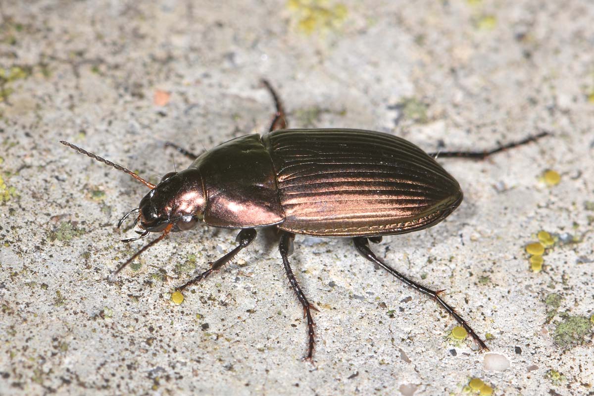 Carabidae: Amara sp?  S, Amara eurynota